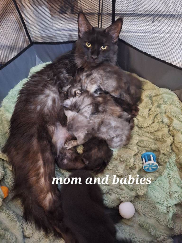 Maine coon kittens