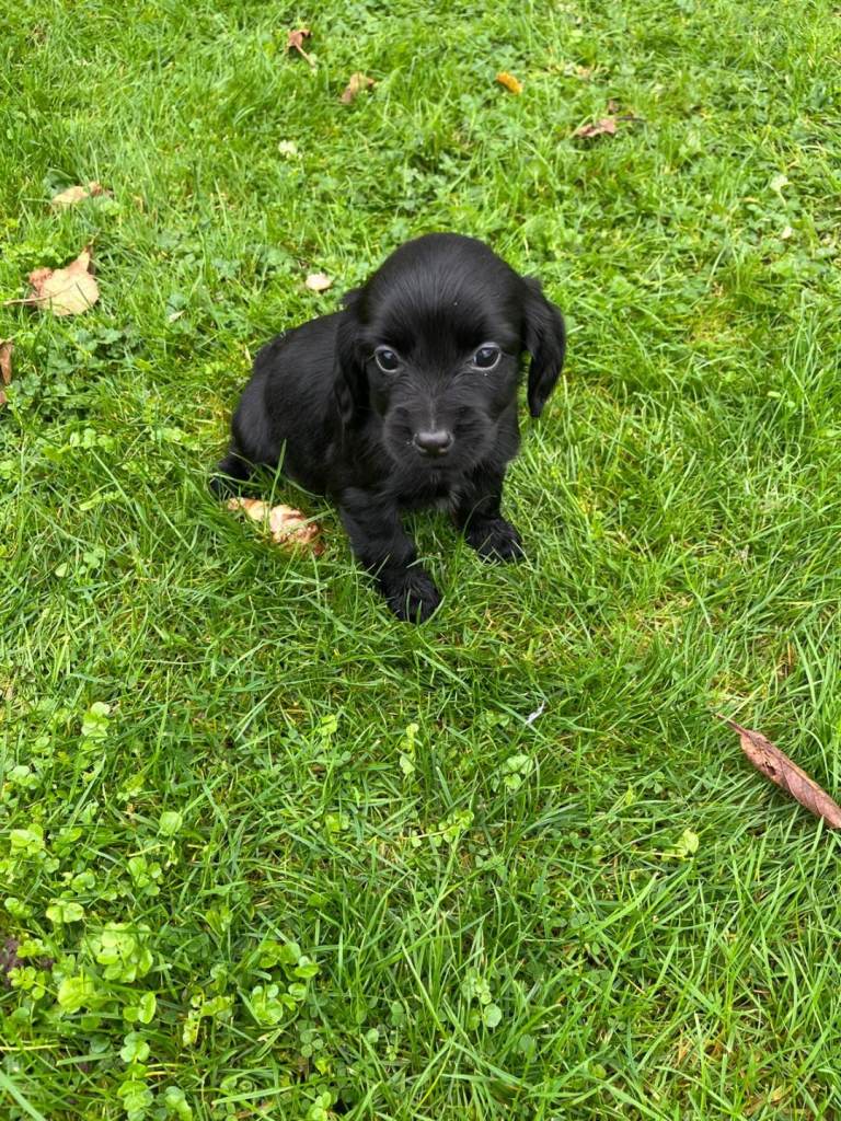 Cocker spaniel pups kc registered | in Dungannon, County Tyrone | Gumtree