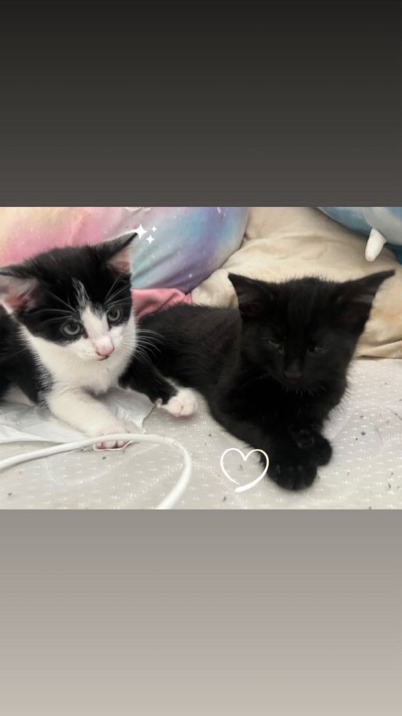 Beautiful kittens 