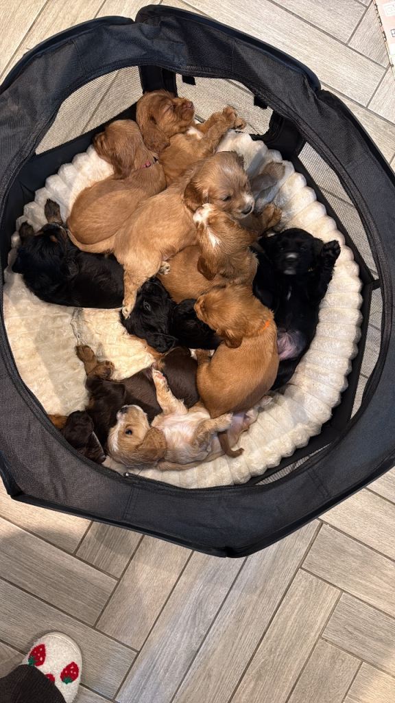 Cocker Spaniel Puppies