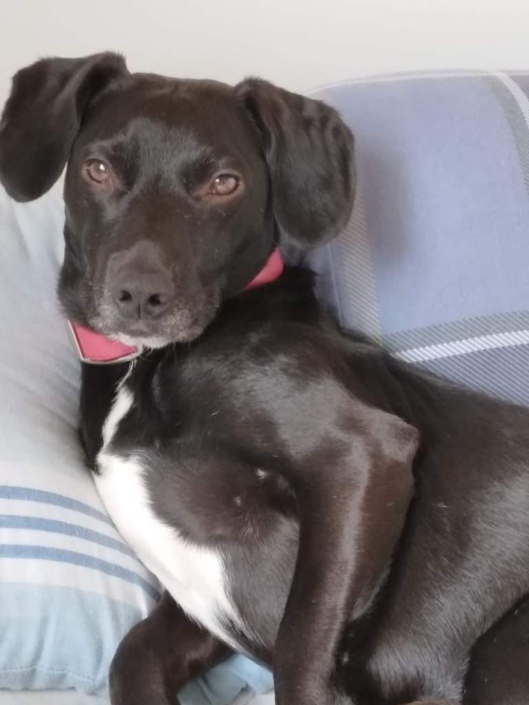 Looking for a forever home for my babies 