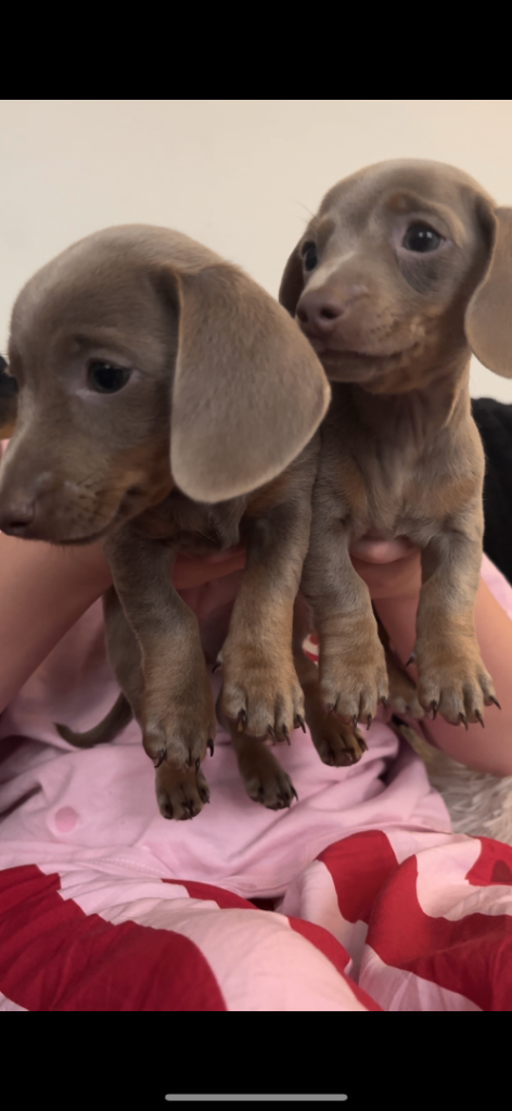 🐾 2 female k.c Isabella-tan mini dachshund pups ready now 🐾