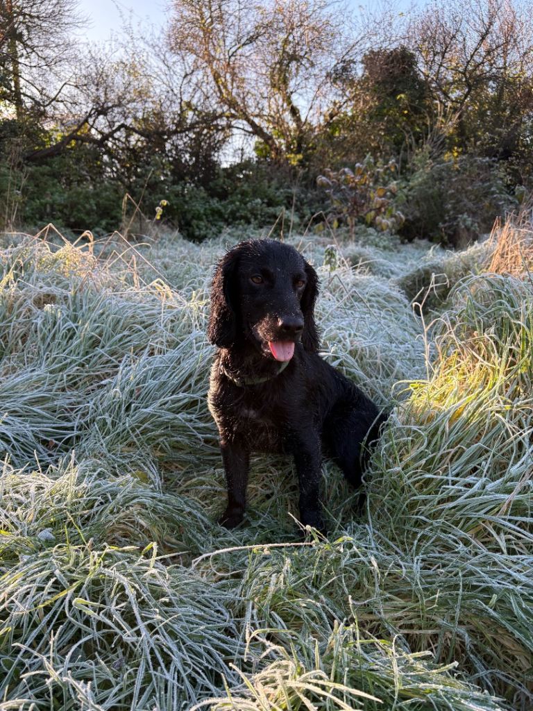 Black Cocker Spaniel – loving home wanted