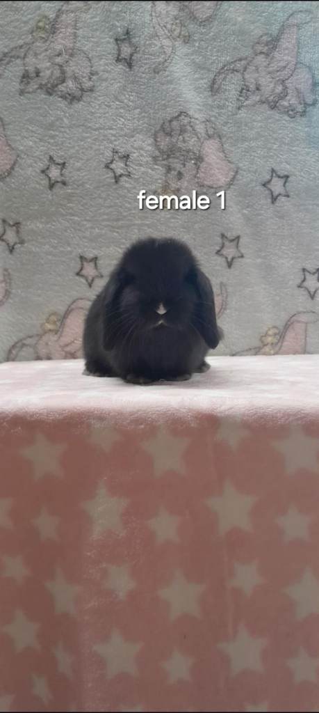 Purebred mini lop rabbits ready now 