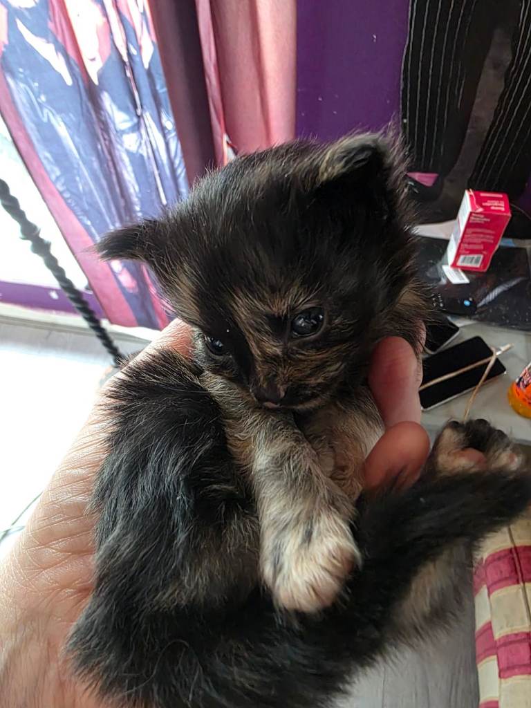 Kittens for sale 