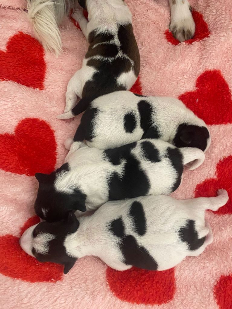 Jack Russell puppies 