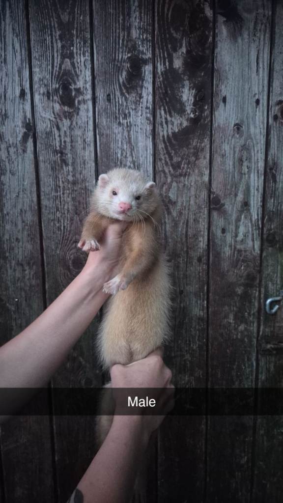 Male ferret kits