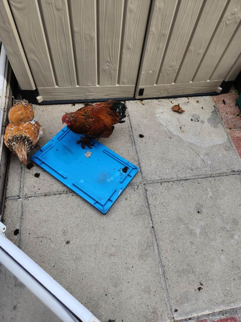 Chicken(Pair)