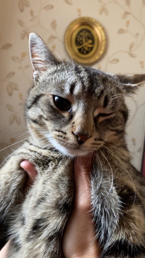 Mix cats for sale 