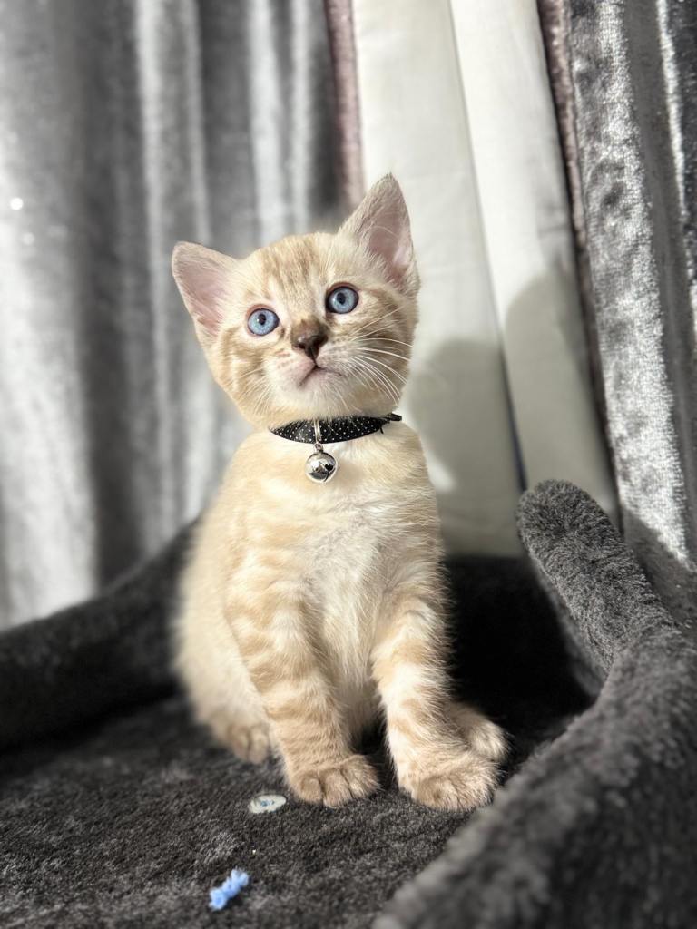 Beautiful Bengal Kittens Looking for Their Forever Homes
