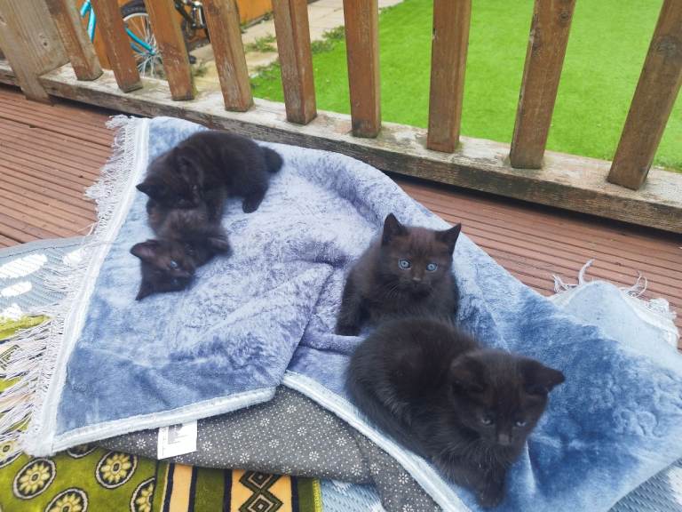 Four cute Black kittens male female wormed flead litter trained friendly 8 weeks old £50 each 
