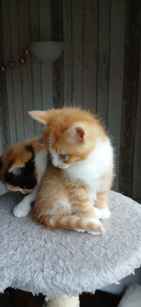Male and female kittens