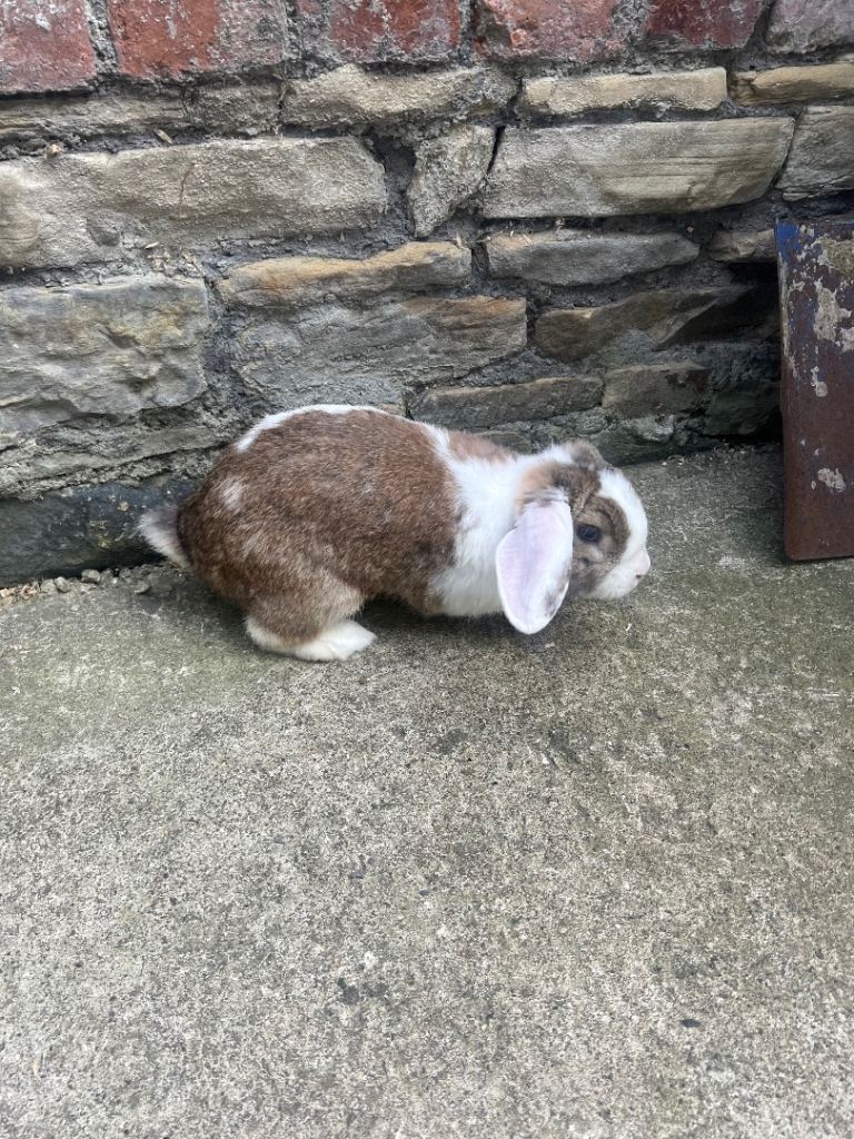 10 month old male rabbit