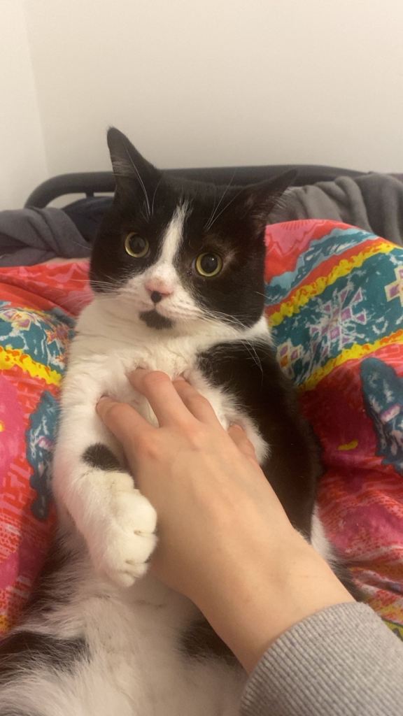 Beans - tuxedo cat 