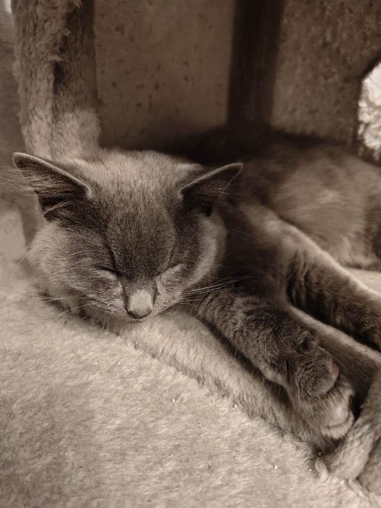  Beautiful Grey Boy Looking for a Loving Home 🩶