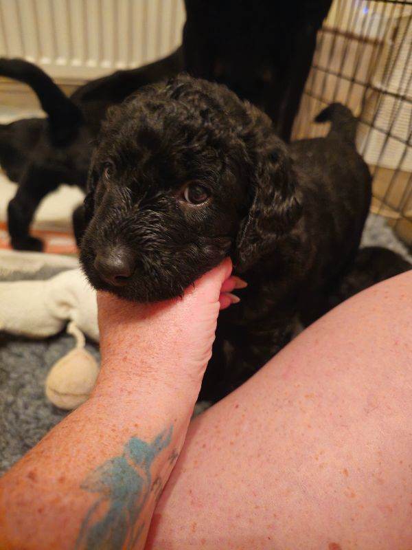 Miniature labradoodle puppies