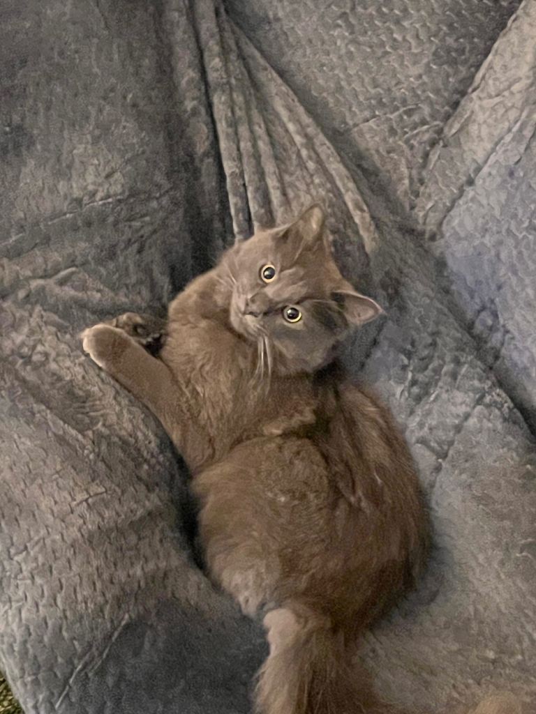 Nebelung Cat for sale 1 years old