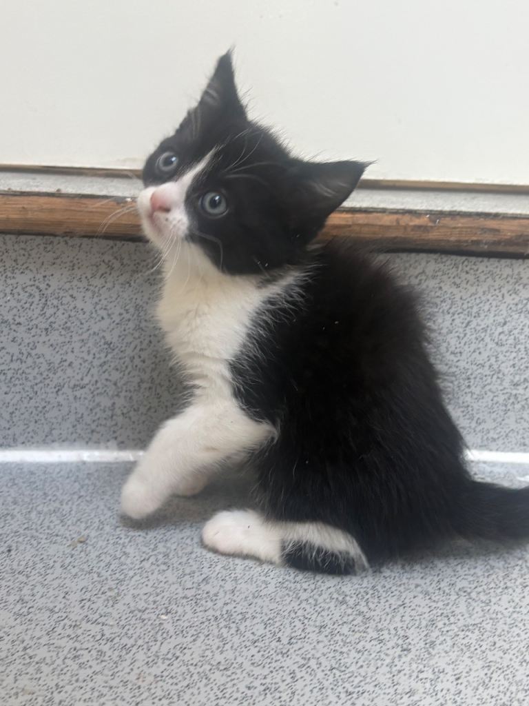 Beautiful kittens ready to go now in Herne Hill 