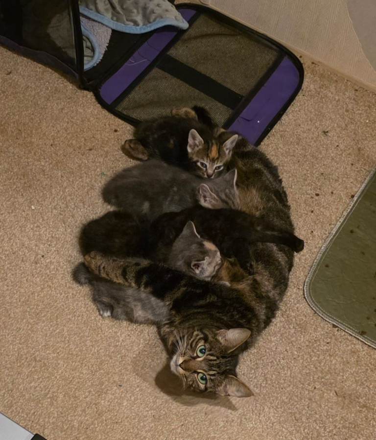 Friendly playful kittens