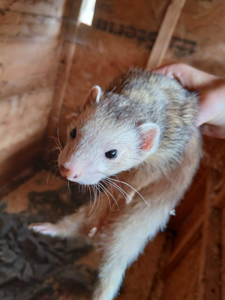4 female ferrets
