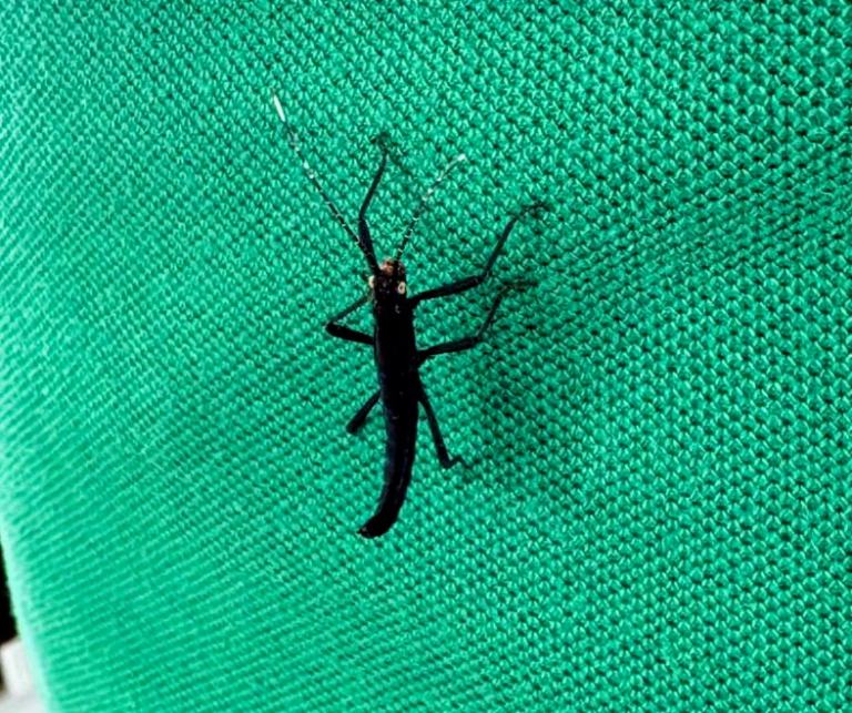 Black velvet stick insects