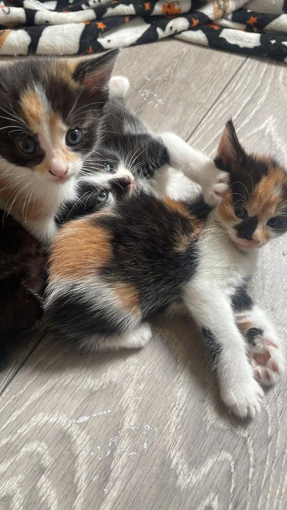 Adorable kittens 
