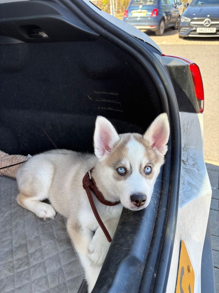 Siberian Husky Puppy