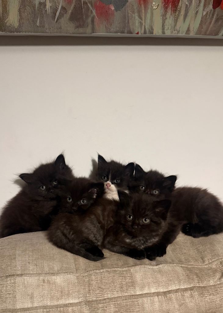 Beautiful kittens ready for new homes 