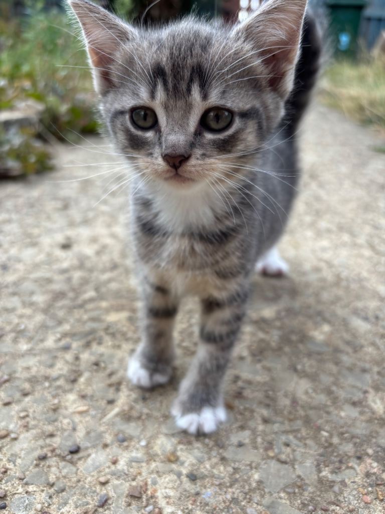 Kittens for sale Doncaster 