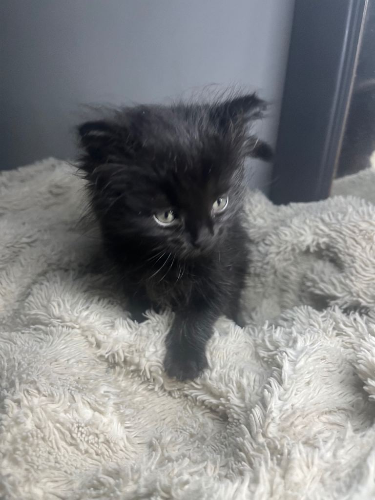 (Rare) Norwegian forest kitten 