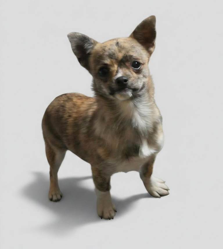 RARE brindle chihuahua puppy