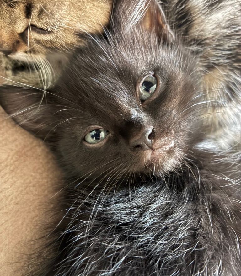 RESERVED-1 beautiful kitten left - ready to leave now