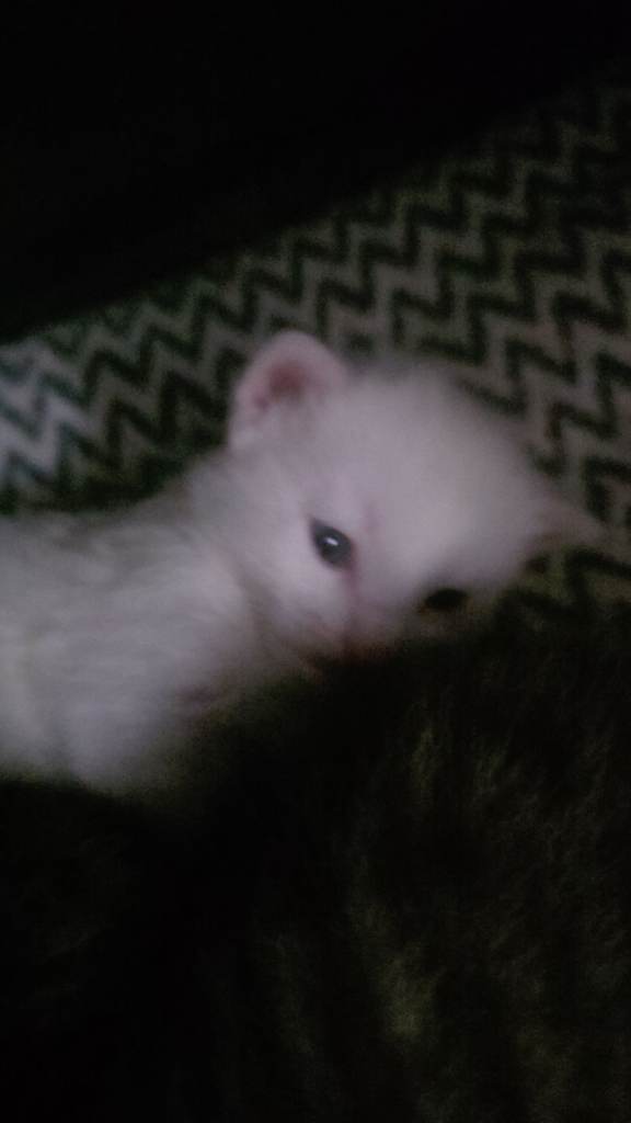 Kitten 