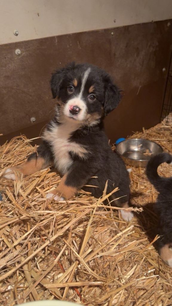 Bernese mountain dog x collie 
