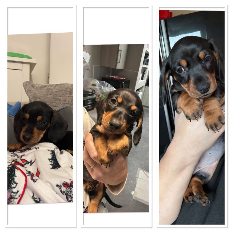 KC Miniature Dachshunds