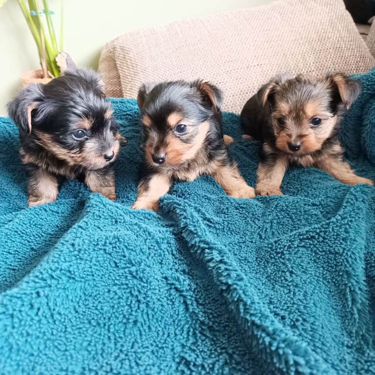 Yorkshire terrier puppies