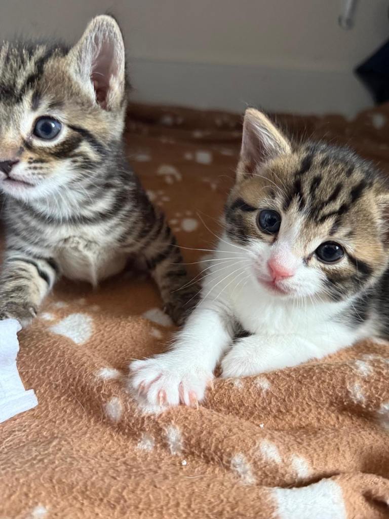 4 week old kittens ready in 4 weeks time 