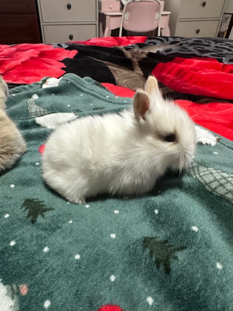 Baby bunny rabbit miniatures The lion's head is all