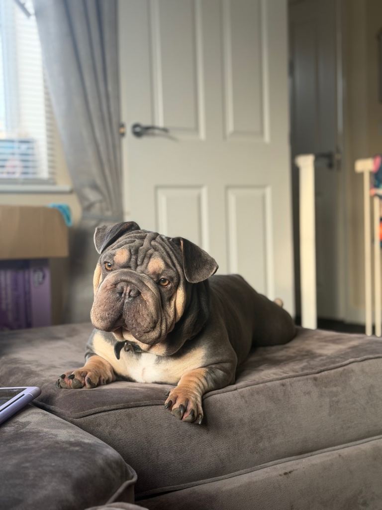 Velvet French bulldog boy 
