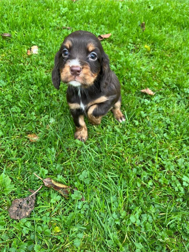 Cocker spaniel pups kc registered | in Dungannon, County Tyrone | Gumtree