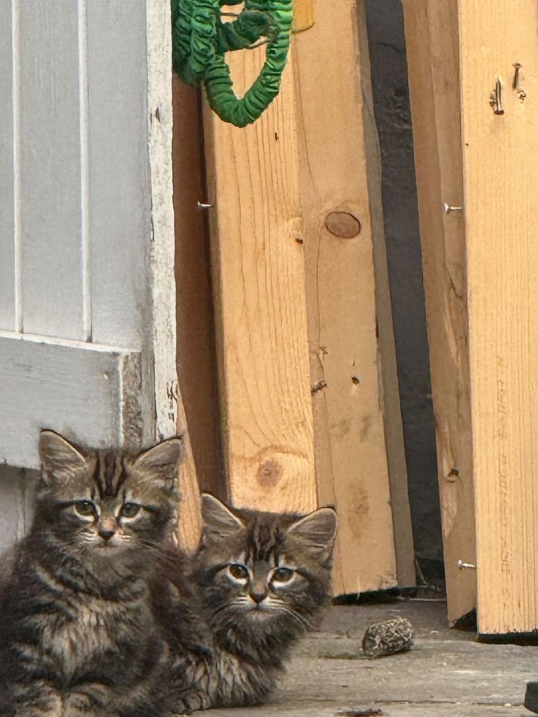 KITTENS FOR SALE