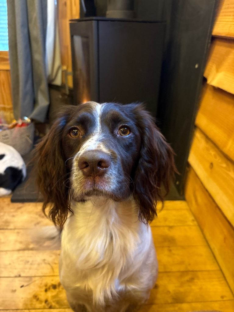 Beautiful male springer spaniel