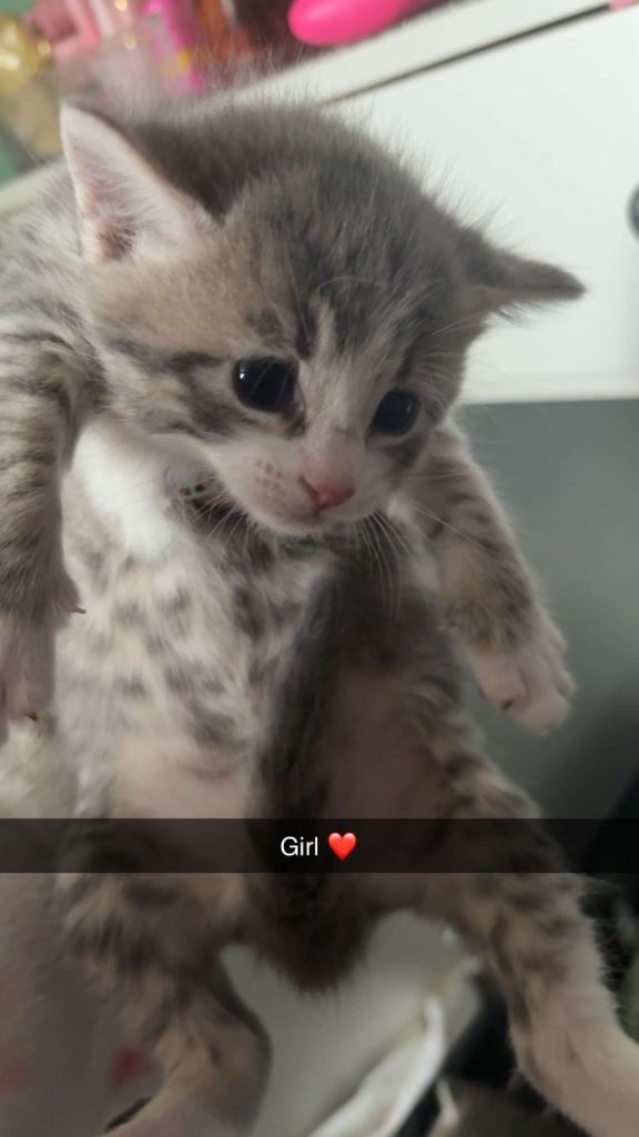 Kittens born on 9/5/26