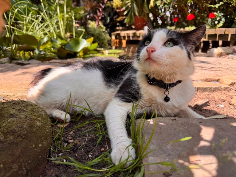 Male cat