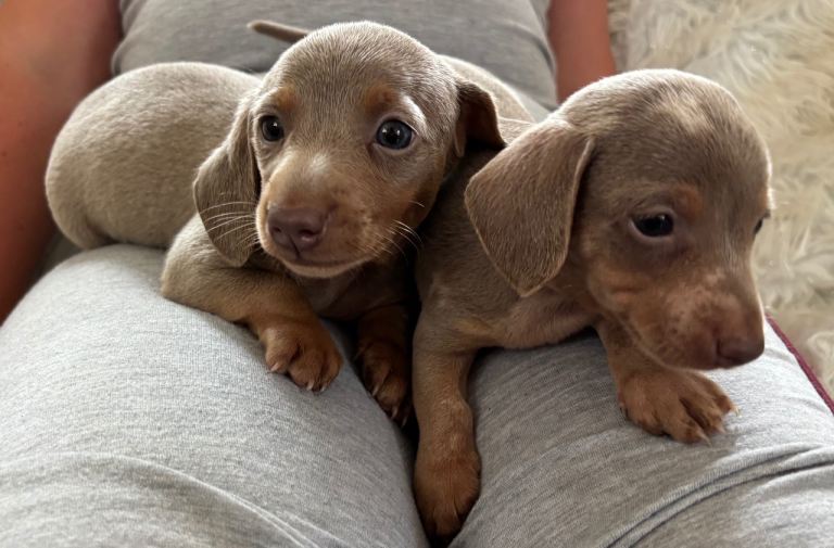 Dachshund pups