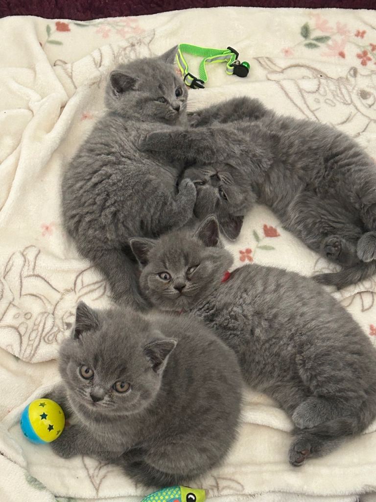 Adorable British Blue Shorthair Kittens  