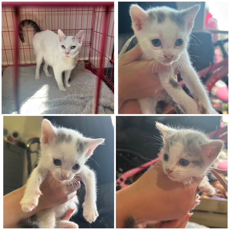 Beautiful Turkish Angora x ragdoll kittens 