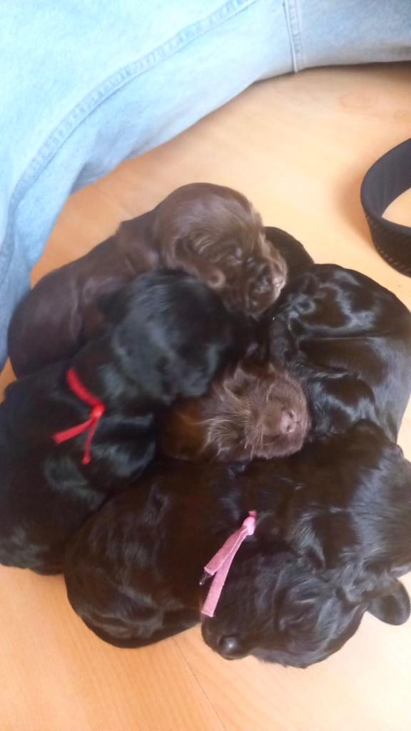 Cocker Spaniel Puppies 