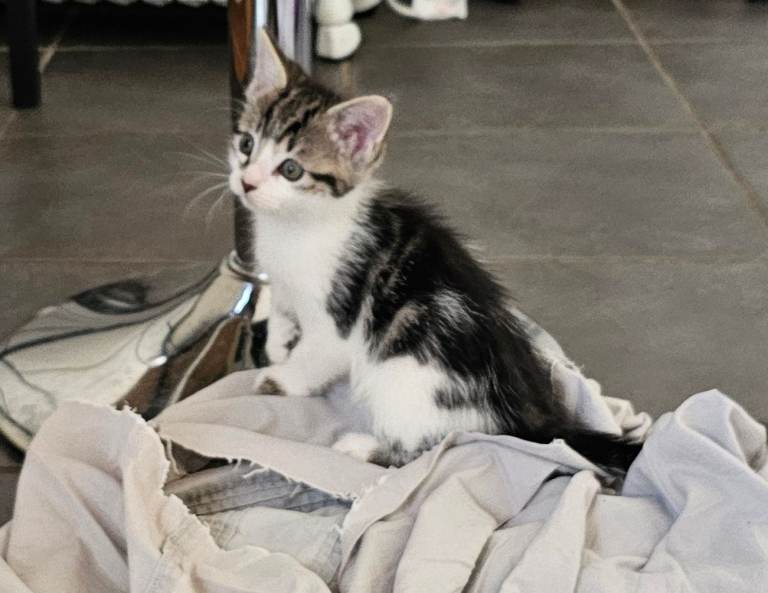 Kittens