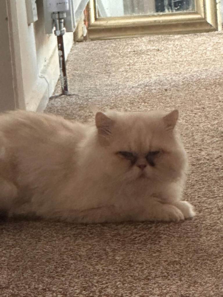 Persian cat